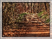 Ścieżka, Las, Drzewa