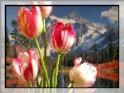Tulipany, Góry