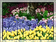 Ogród, Różne, Kwiatki, Żółte, Tulipany