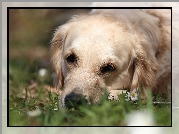 Biały, Pies, Golden retriever, Trawa