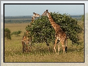 Żyrafy, Sawanna, Park Narodowy Serengeti, Tanzania