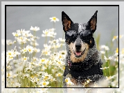 Okulary, Pies,  Australian cattle dog