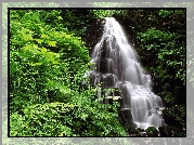 Wodospad, Kamienie, Paprocie