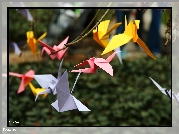 Origami, Kolorowe, Kartki, Ptaki