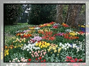 Park, Kwiaty, Tulipany