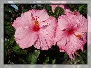 Różowy, Hibiskus