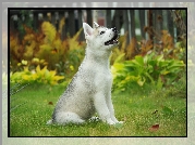 Husky, Szczeniak, Ogród