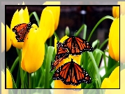Żółte, Tulipany, Motyle, Monarcha, Danaid wędrowny
