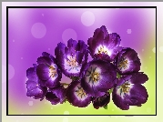 Fioletowe, Tulipany