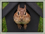 Chipmunk, Karmnik