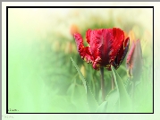 Czerwony, Postrzępiony, Tulipan