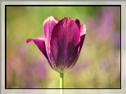 Fioletowy, Tulipan
