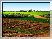Pola, Skoszona, Łąka, Drzewa, Przebijające, Światło
