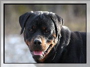 Rottweiler, Język