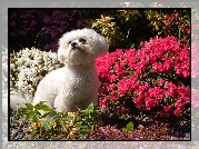 Bichon Frise, Kwiatki