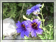 Kwiaty, Salpiglossis Sinuata