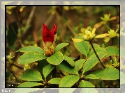 Rododendron, Krzew, Czerwony, Kwiat