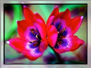 Podwójny, Kwiat, Tulipan, Pręciki