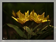 Kwiaty, Tulipany, Fractalius