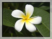 Plumeria