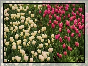 Białe, Różowe, Tulipany