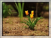 Trzy, Tulipany, Zółte, Pomarańczowe