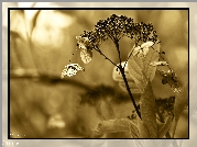 Sucha, Roślinka, Sepia