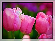 Różowe, Tulipany, Krople, Wody