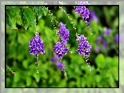 Duranta, Fioletowe, Kwiatki