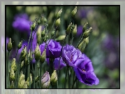 Eustoma, Kwiaty, Pączki