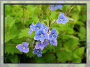 Błękitne, Kwiatki,  Przetacznik perski