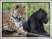 Jaguar, Czarna, Pantera, Zoo