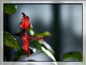 Kwiat, Hibiskus, Makro