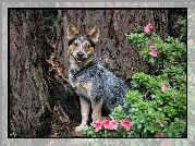 Piesek, Australian cattle dog