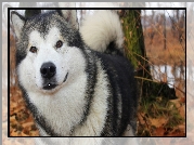 Alaskan Malamute