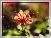 Czerwony, Kwiat, Deszcz