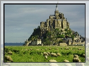 Klasztor, Łąka, Owce, Mount Saint Michel, Francja