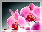 Storczyk, Orchidea, Kwiat
