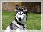 Siberian Husky