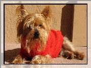 Yorkshire, Terrier, Czerwony, Sweterek