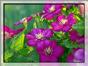 Kwiaty, Clematis