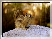 Chipmunk, Wiewiórka, Ziemna, Skała, Las