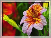 Kwiat, Salpiglossis