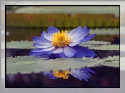 Niebieski, Kwiat, Woda, Odbicie, Lilia wodna