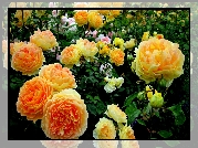 Ogród, Żółte, Róże