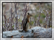 Chipmunk, Wiewiórka, Ziemna, Gałązki