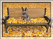 Ławka, Liście Australian cattle dog