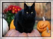 Czarny, Kot, Dynie, Halloween
