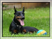 Doberman, Czarny, Pies, Język, Łąka, Piłka