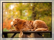 Golden, Retriever, Park, Ławka, Liść